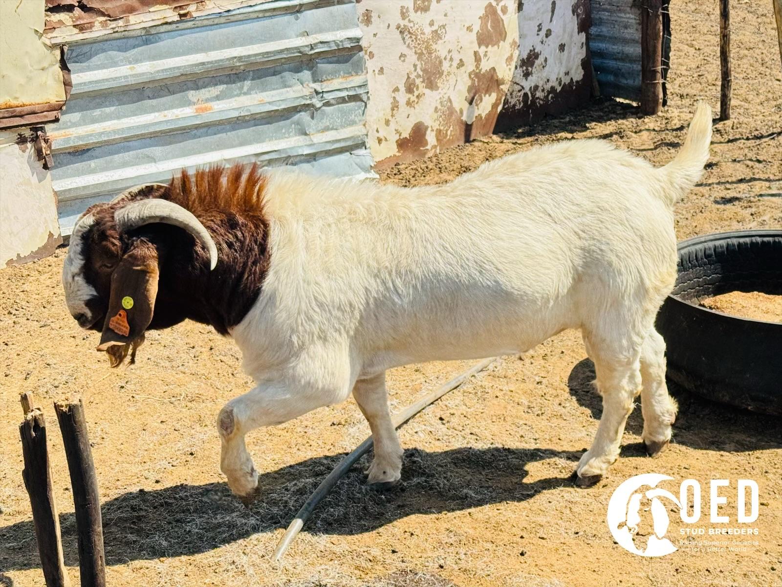 Boer Goat